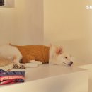 공상가옥 이미지