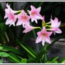 아마릴리스 이미지