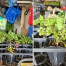 제일종묘농약사 이미지