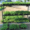 덕정농약종묘사 이미지