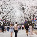 가평 에덴벚꽃길 벚꽃축제 2018 이미지