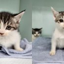 광주TNR동물병원(송정) 이미지