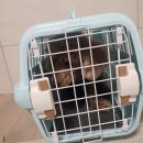 하나켄넬 이미지