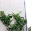 까페능소화 이미지