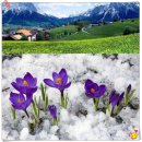 홍화(红花) 꽃수술/샤프란(Saffron crocus) 혈관,혈액어혈,생리통,고지혈증등 혈액속노페물제거 하지정맥류,혈관확장효능 병차원 이미지