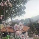 순복음하남제일교회 앞 | 2026 첫 봄꽃 순천 홍매화 명소 3곳 추천 선암사 탐매마을 순복음교회, 양산 통도사까지