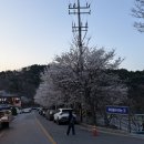 웃는봄 | 청풍벚꽃축제 다녀온 후기, 15년 만에 다시 찾은 제천 봄 드라이브