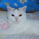 배부른고양이 이미지