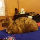 강진소소원