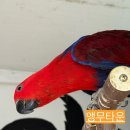 앵무타운 이미지