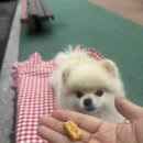 다다덴탈 네이버블로그