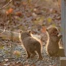 여우 PC방 이미지