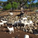 해맞이목장 이미지