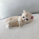 창원강아지분양 헬스독 애견입양 말티푸들포메라니안미니비숑 이미지