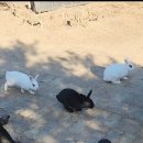 양대농장 | [울산]동물의정원 내돈내산 후기