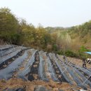 잉꼬농원 이미지