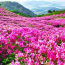 황매산등산로 이미지