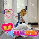 퍼팩트주짓수 이미지