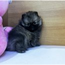 유올펫 강아지고양이 청주점 | 청주강아지분양 서리펫 입양