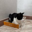 멍냥이노리터 | 고양이 스크래쳐 추천 [멍냥이 노리터]