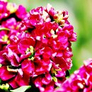 스프링플라워 이미지