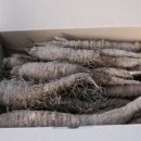 평창백덕산더덕 이미지