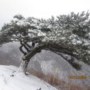 기송