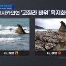 일본 지진으로 해안가 6미터 융기현상 / 日 규모 7.1 강진.."난카이 대지진 가능성 조사 중", 주택붕괴 속출·신칸센 급정차..부산 이미지