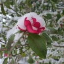 까멜리아해운주식회사 이미지