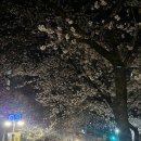 공덕역 포차거리 벚꽃명소 후기🌸 위치, 가격, 추천메뉴 총정리