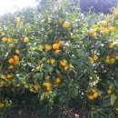 웰빙농장 이미지