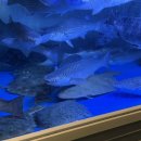 금어가횟집 | 서구횟집 금어가횟집 대신동맛집에서 방어회 제대로 먹고 온 후기