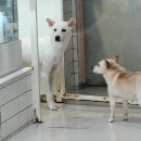 불광유치원 | 은평 유기견 개상전애견카페 불광역 주변 강아지카페 방문후기