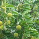 가림산둘레길 이미지