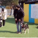 테마 애견 이미지