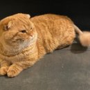 윤희네멜론 | 간호 1000시간 채우기 죽겠어요