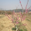 희망의 나무 이미지