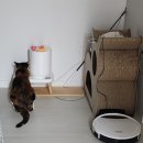 참편한요양병원화장실 | 5살 고양이 첫 스케일링 후기 (마취 부작용 시간 후 밥)