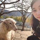 화순 미내미 목장 이미지