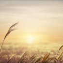 영산강서창들녘억새길 이미지