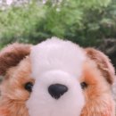 동그리펫 이미지