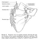 견흉관절의 병리적 소리 Snapping scapula를 통해서 본 어깨의 구조와 치료에 대한 통찰 이미지