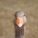 황금오리알 이미지