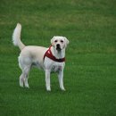 운정호수동물메디컬센터 이미지