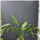 두레로 | 받침없는화분 반려식물의 화려한 변신! 반케 드림앤플라워 후기