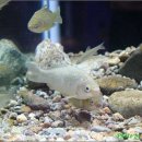 토속어류생태복원체험관 이미지