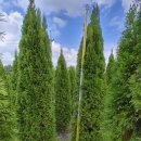 에메랄드그린 이미지