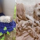 천사강아지 이미지