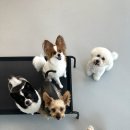 플러스펫 이미지