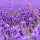 라벤다 이미지